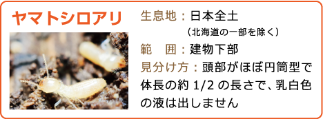 ヤマトシロアリ