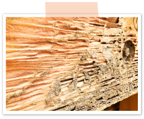 築12年のお家ですが、外壁をはがすと全体的にシロアリ被害にあっていました。