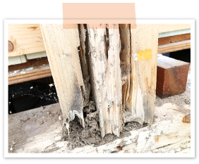 柱の中まで食われていました。被害は梁の方にまで及び、被害箇所の補修が必要です。