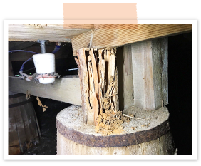 床下にもぐって確認すると、束石の上の木が完全に食われて、全体への影響が心配です。