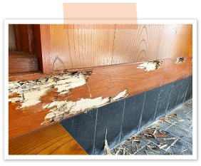 見た目では一見わかりませんが、硬い木がウェハウスのように浸食されています