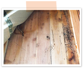 板の間のゴザの下に、シロアリが住み付き、このままでは被害がどんどん拡大していきます。