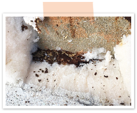 外壁と内側の壁との間にある断熱材にシロアリが発生。被害は内部全体に広がっていました。