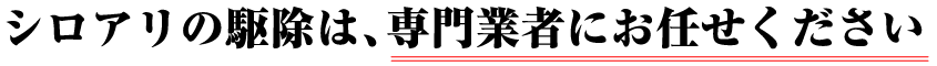 シロアリの駆除は、専門業者にお任せください