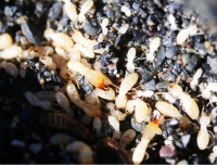 シロアリ・羽アリが気になったら、即退治も可能！