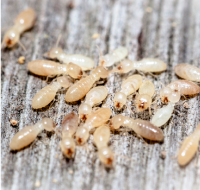 緊急駆除パック イメージ画像