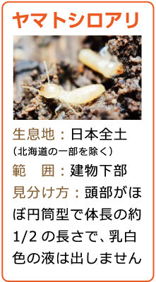 ヤマトシロアリ